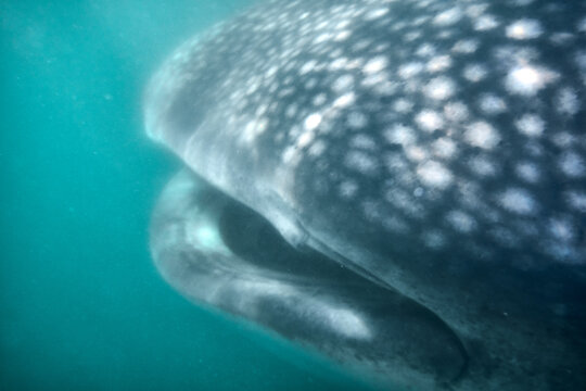 Whale Shark Underwater Close Up