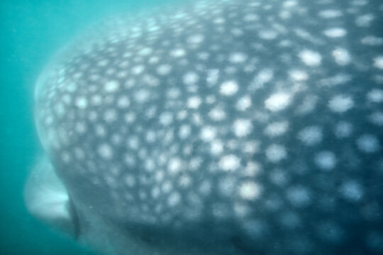 Baja Mexico Underwater Wildlife