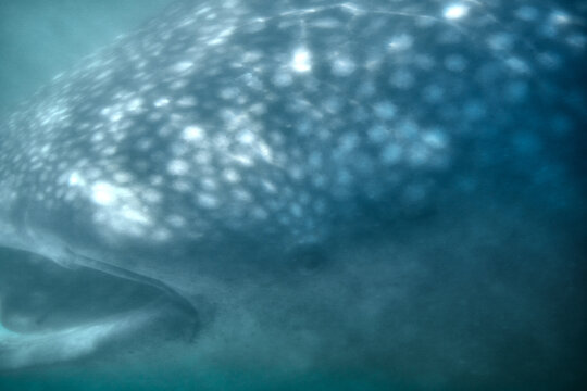 Whale Shark In Murky Water