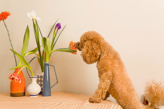 Dog looks at flowers on table in a home setting