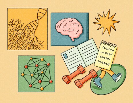 Brain activity 