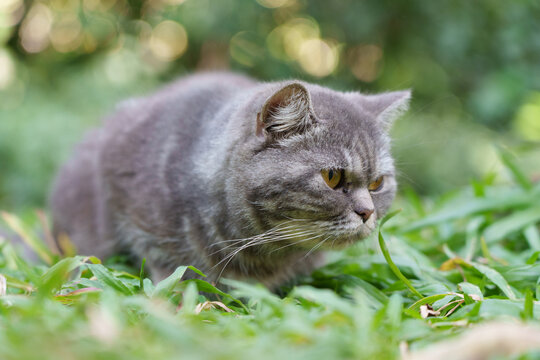 Cat Sits Quietly Among Green Plants in the Garden During Daytime