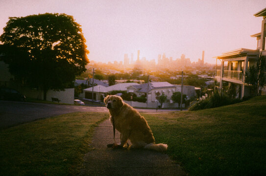 Golden retriever sits on the path during the walk in the suburbs 