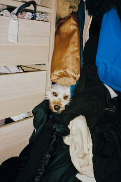 Small dog hides in the closet with winter clothes 