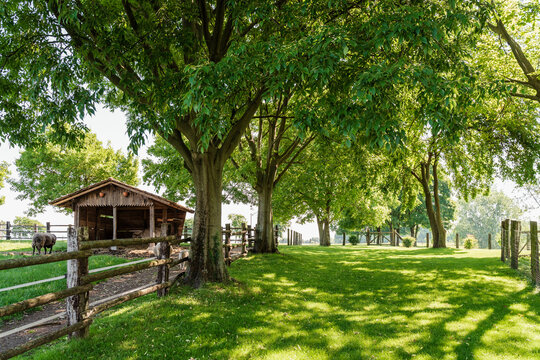A countryside area with animals