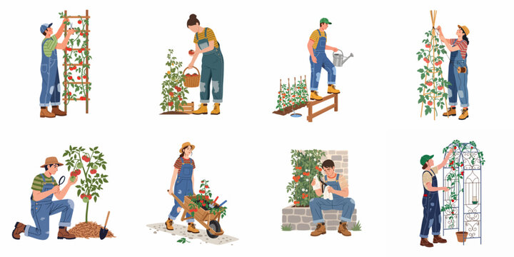 Set of illustrations showing farmers and gardeners growing, watering, harvesting, and caring for tomato plants in a vegetable garden.