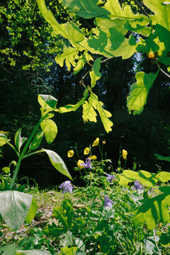 Green leaves and wildflowers in a forest scene during springtime