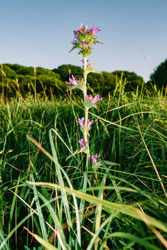 Wildflower stands tall in a grassy field during daylight