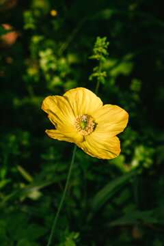 Yellow flower blooms in green garden during sunny day
