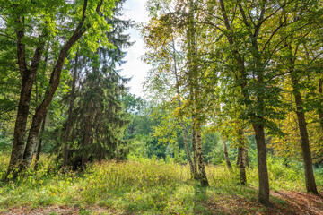 Fototapeta premium Golden autumn forest with tall trees and a thick carpet of fallen leaves. A warm, cozy autumn atmosphere.