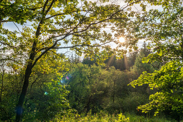 Fototapeta premium The sun through the trees in the summer park. Beautiful park in spring with bright sun shining through the trees