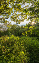 Fototapeta premium The sun through the trees in the summer park. Beautiful park in spring with bright sun shining through the trees