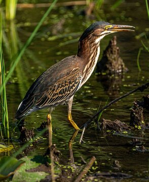 green heron  heron