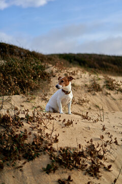 Jack Russell Dog Sitting on Sandy Beach Dune With Coastal Plants