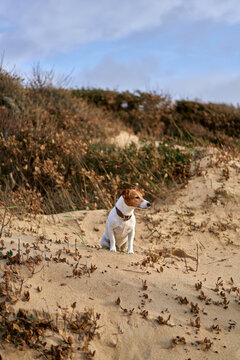 Jack Russell Dog Sitting on Sandy Beach Dune With Coastal Plants