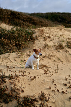 Jack Russell Dog Sitting on Sandy Beach Dune With Coastal Plants