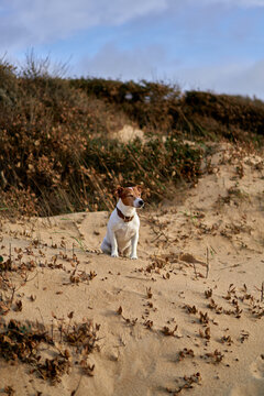 Jack Russell Dog Sitting on Sandy Beach Dune With Coastal Plants