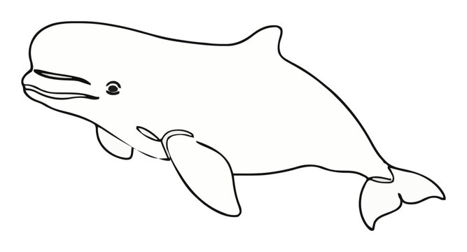 Beluga whale marine animal isometric view line art i.... Generative AI