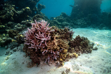 An underwater shot of a coral reef, showcasing the vibrant marine life and the intricate structure of the coral formations. © Pete Niesen Photo