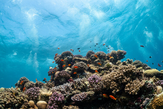 A vibrant coral reef teeming with colorful fish, showcasing the beauty and biodiversity of underwater ecosystems.