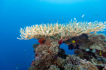 A vibrant underwater scene showcases a diverse coral reef teeming with life. Various species of coral,  © Pete Niesen Photo
