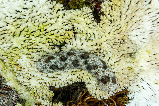 Black and white spotted black mouth sea cucumber crawling across bleached coral