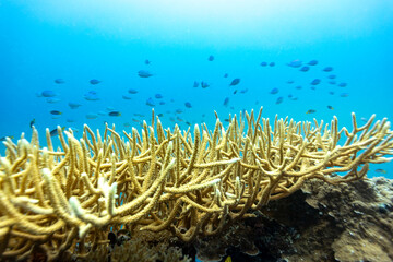 A school of blue chromis fish swim above a staghorn coral reef in a tropical ocean. © Pete Niesen Photo