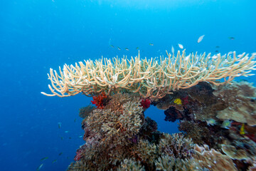 A vibrant underwater scene showcases a diverse coral reef teeming with life. Various species of coral,  © Pete Niesen Photo