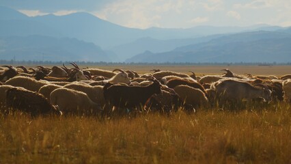 Golden light bathes a vast grassy plain. Flock of sheep grazes peacefully in the field. Distant mountains rise softly under a hazy sky. The scene exudes calm and serene pastoral beauty © borovikk