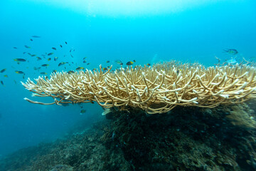 A school of fish swims around a coral reef, seeking shelter and food in the vibrant ecosystem. © Pete Niesen Photo