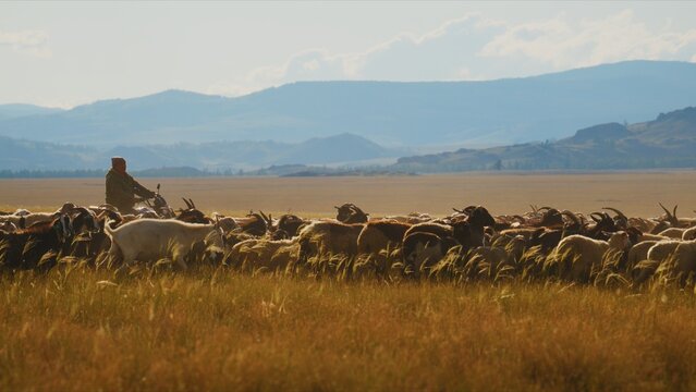 Golden light bathes vast, open grasslands. Lone herder guides a large flock of sheep. Mountains stretch far into the hazy horizon. The wind gently rustles the tall grasses. The herder appears focused