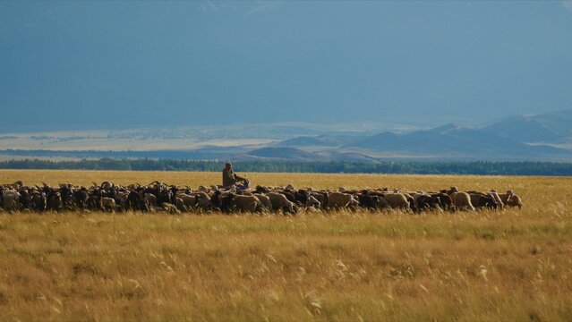 Golden grasses stretch wide under distant mountains. Lone herder guides a vast flock across the open field. The herd moves as one, a flowing brown mass. The sky holds calm blue, hinting at vastness