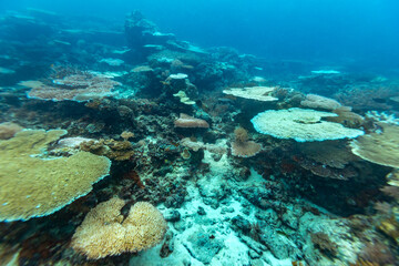 A vibrant underwater scene unfolds, showcasing a diverse array of coral formations. The coral, in various shapes and sizes, creates a captivating seascape,  © Pete Niesen Photo