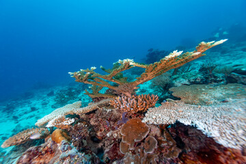 A vibrant coral reef teeming with life, showcasing various coral species in their natural underwater habitat, contributing to the biodiversity of the ocean. © Pete Niesen Photo