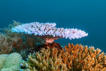 A bleached table coral sits above healthy coral, indicating the effects of climate change on marine ecosystems. © Pete Niesen Photo
