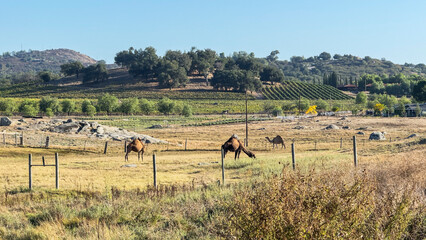 Camels graze on a pasture in California.  © mdurson