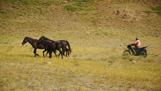 Three dark horses graze near a motorbike. Rider sits quietly beside the animals. Golden grasses stretch across the open field. Natural light bathes the pastoral scene. The image evokes calm