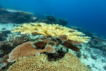A scuba diver explores a vibrant coral reef, observing the diverse marine life and contributing to underwater research and conservation efforts. © Pete Niesen Photo