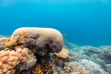 A vibrant underwater scene showcases a diverse coral reef ecosystem, with various coral species thriving in the clear blue waters.  © Pete Niesen Photo