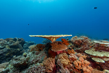 A vibrant coral reef teeming with life, showcasing the beauty and biodiversity of the underwater ecosystem. © Pete Niesen Photo