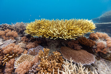 A vibrant underwater scene showcases a diverse coral reef ecosystem, with various coral species thriving in the clear blue ocean.  © Pete Niesen Photo
