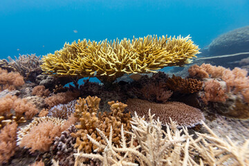 A vibrant underwater scene showcases a diverse coral reef ecosystem, with various coral species thriving in the clear blue waters. The image captures the intricate beauty © Pete Niesen Photo