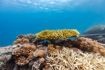 An underwater view of a coral reef, showcasing various types of coral formations in different colors, with clear blue water above. © Pete Niesen Photo