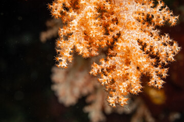 Close up detail view of yellow soft coral polyps feeding © Pete Niesen Photo