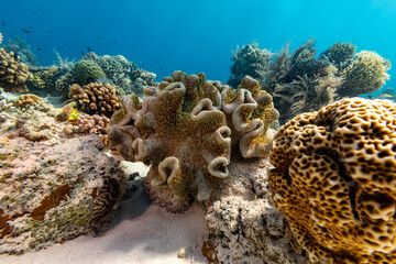 An underwater shot of various corals, including bubble coral and brain coral, thriving in their natural habitat. © Pete Niesen Photo