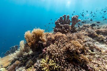 A vibrant coral reef teeming with life, featuring various coral formations and schools of small fish swimming around, showcasing the biodiversity and ecological importance of underwater ecosystems. © Pete Niesen Photo