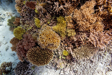 A vibrant coral reef teeming with life, showcasing the beauty and diversity of underwater ecosystems. © Pete Niesen Photo