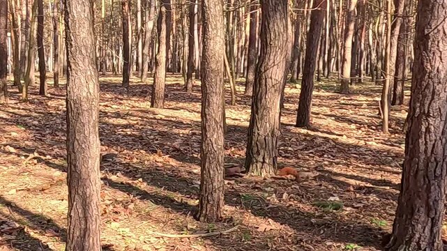 Two red squirrels run between pine trunks across the forest floor in bright daylight, with one squirrel chasing the other deeper through the woodland, showing playful wild behavior.