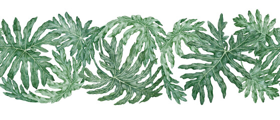 Tropical leaves seamless border of Philodendron Selloum watercolor botanical illustration. Hand drawn green foliage template with realistic plant texture. Nature indoor shrub garland for card design. © NadyaSaen 