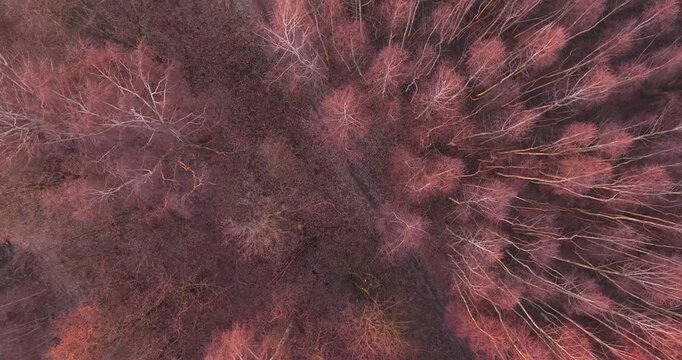 Top down aerial view of leafless forest trees in late autumn